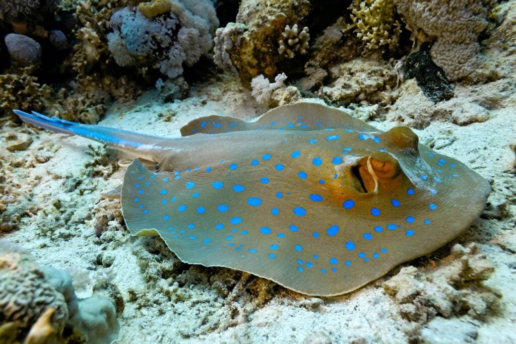 Blue spotted stingray on an ocean floor