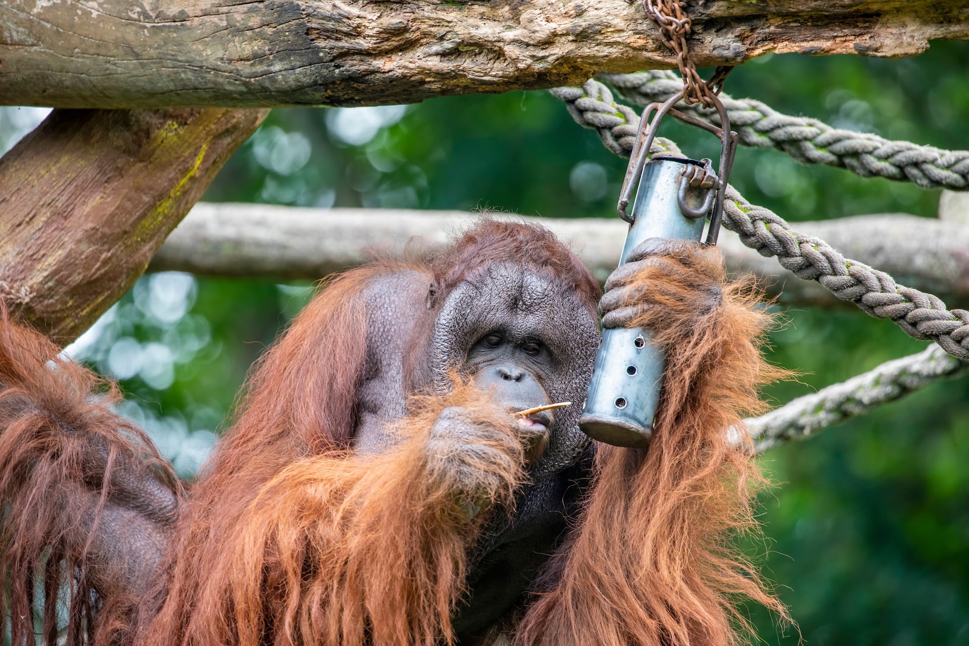 Orangutan attempting to get food from a container