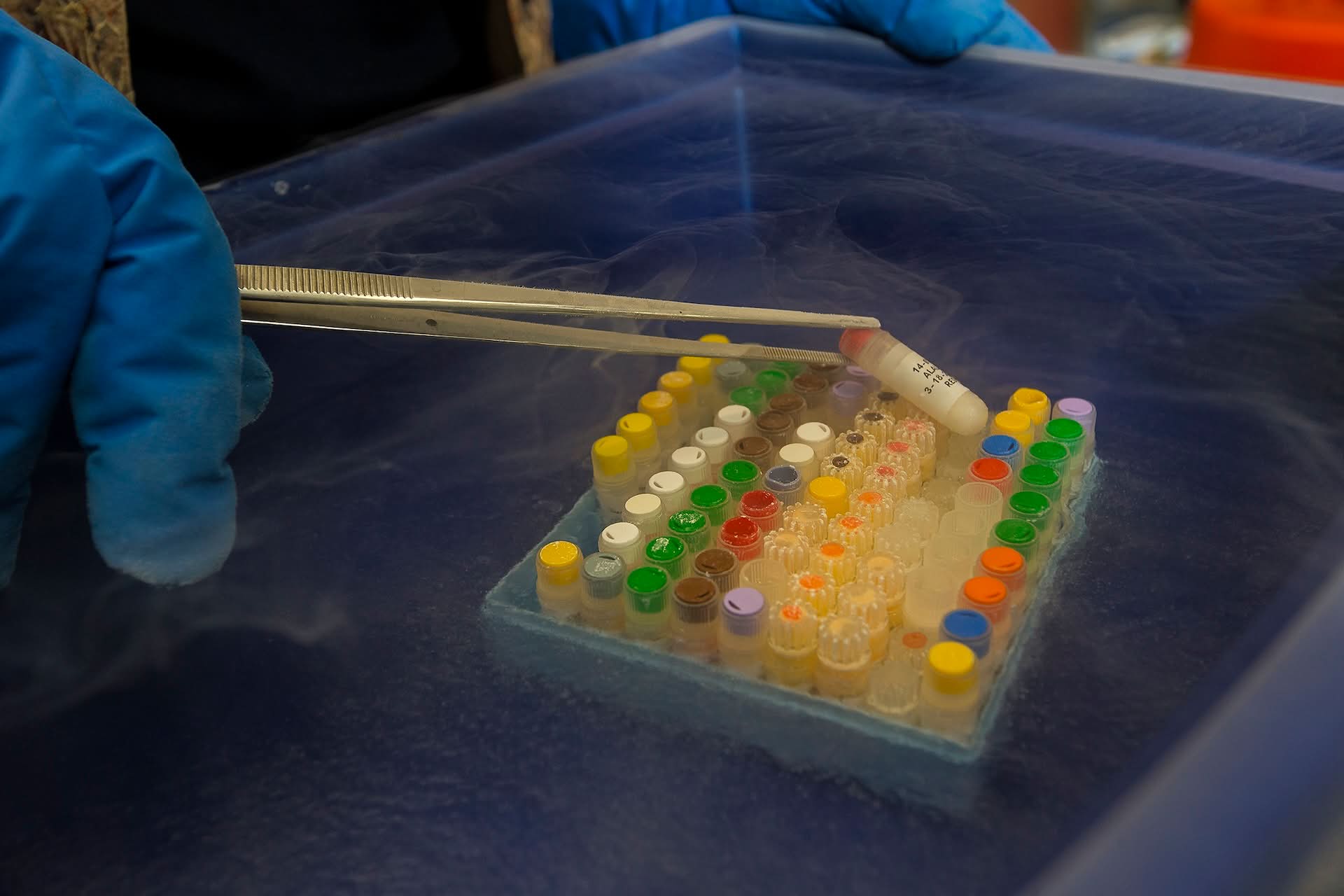 Close up image of frozen samples from a wildlife biobank
