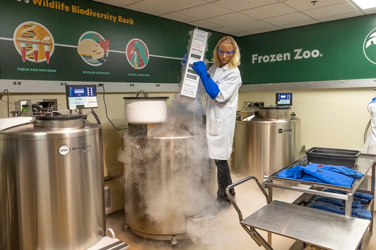 Image of scientist removing sample from a biobanking freezer at the Frozen Zoo