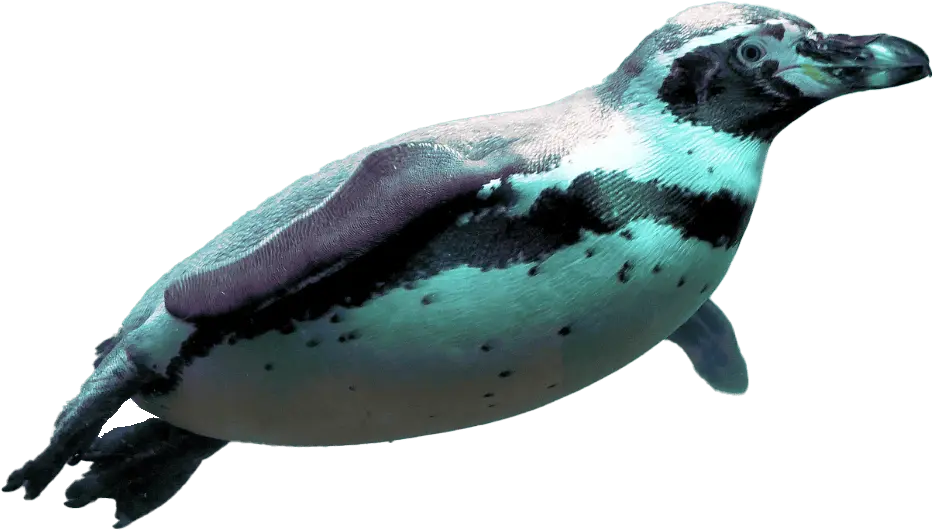 A penguin swims gracefully underwater, surrounded by a serene aquatic environment with light filtering through.