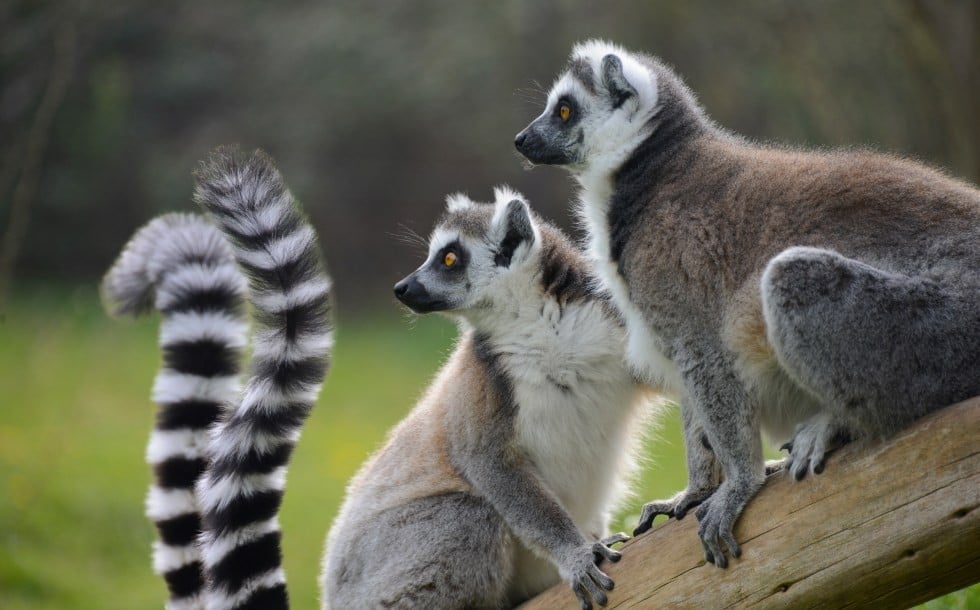 Lemur catta sat on a log